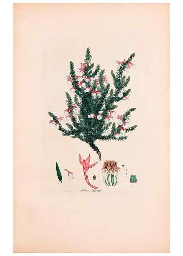 Reproducción/Reproduction 47788641542: Coloured engravings of heaths :. London :Published by the Author. Printed by T. Bensley,1802-09 [1830?]. 