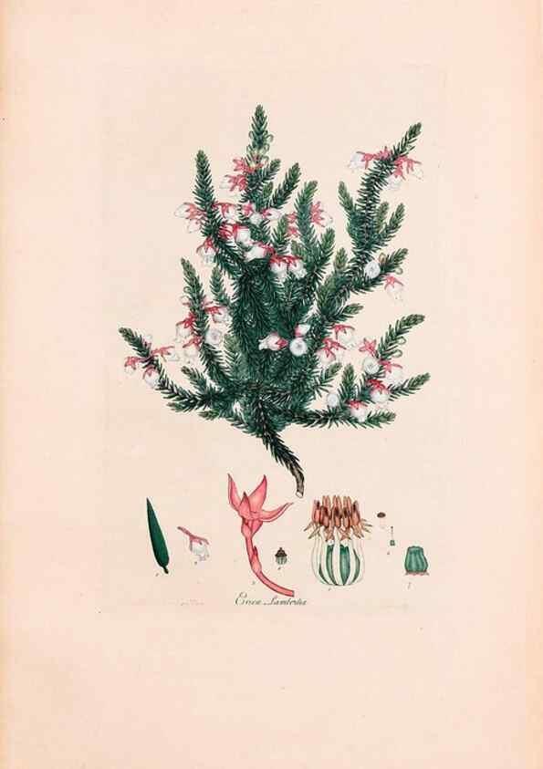 Reproducción/Reproduction 47788641542: Coloured engravings of heaths :. London :Published by the Author. Printed by T. Bensley,1802-09 [1830?]. 