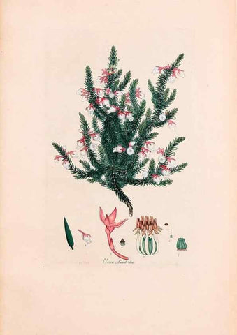 Reproducción/Reproduction 47788641542: Coloured engravings of heaths :. London :Published by the Author. Printed by T. Bensley,1802-09 [1830?]. 