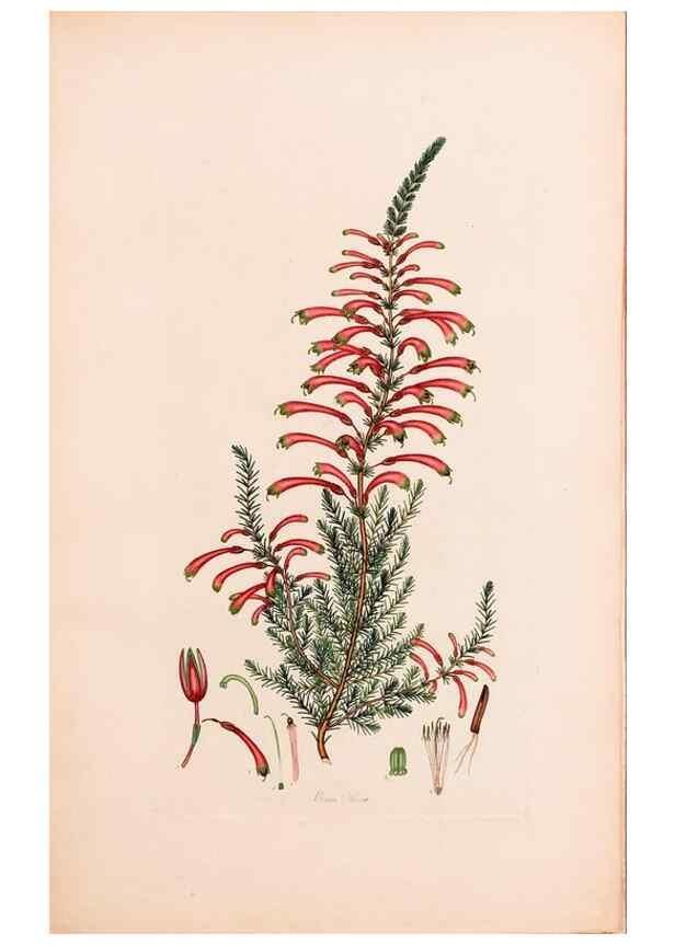 Reproducción/Reproduction 47051239744: Coloured engravings of heaths :. London :Published by the Author. Printed by T. Bensley,1802-09 [1830?]. 