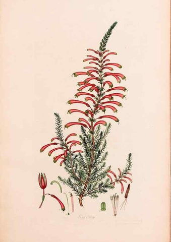 Reproducción/Reproduction 47051239744: Coloured engravings of heaths :. London :Published by the Author. Printed by T. Bensley,1802-09 [1830?]. 