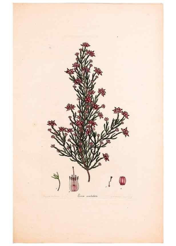 Reproducción/Reproduction 46924476945: Coloured engravings of heaths :. London :Published by the Author. Printed by T. Bensley,1802-09 [1830?]. 