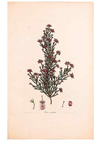 Reproducción/Reproduction 46924476945: Coloured engravings of heaths :. London :Published by the Author. Printed by T. Bensley,1802-09 [1830?]. 