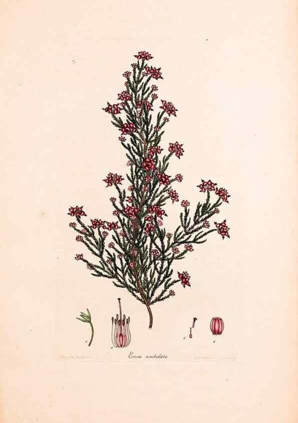 Reproducción/Reproduction 46924476945: Coloured engravings of heaths :. London :Published by the Author. Printed by T. Bensley,1802-09 [1830?]. 