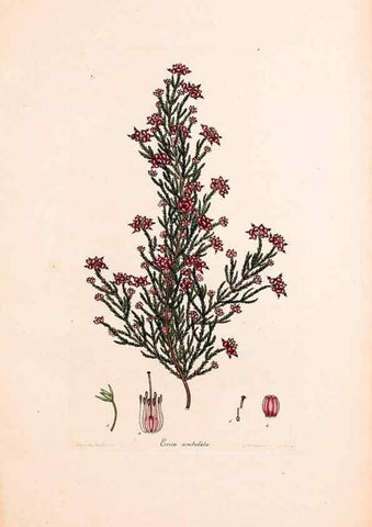 Reproducción/Reproduction 46924476945: Coloured engravings of heaths :. London :Published by the Author. Printed by T. Bensley,1802-09 [1830?]. 