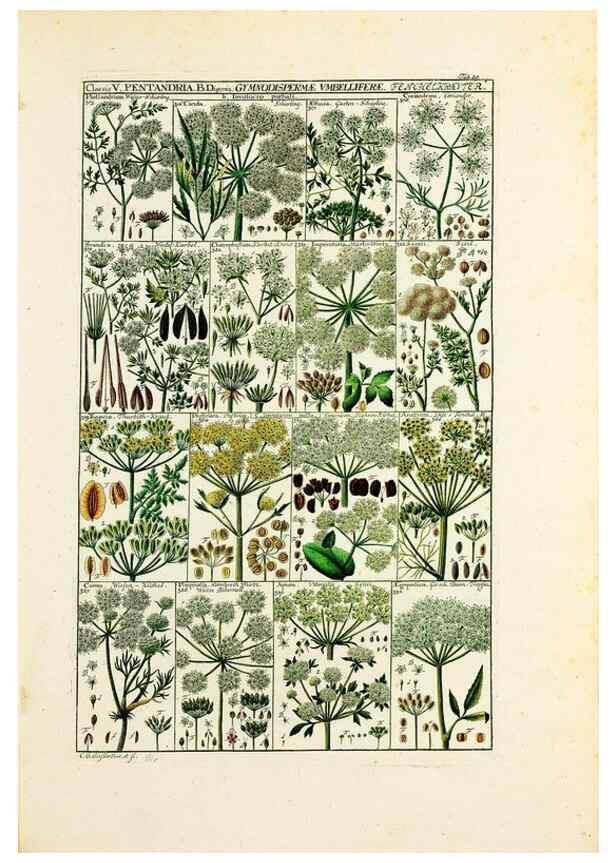 Reproducción/Reproduction 47840924291: Tabulae phytographicae,. Turici,Impensis J.H. Fuessli,1795-1804.. 