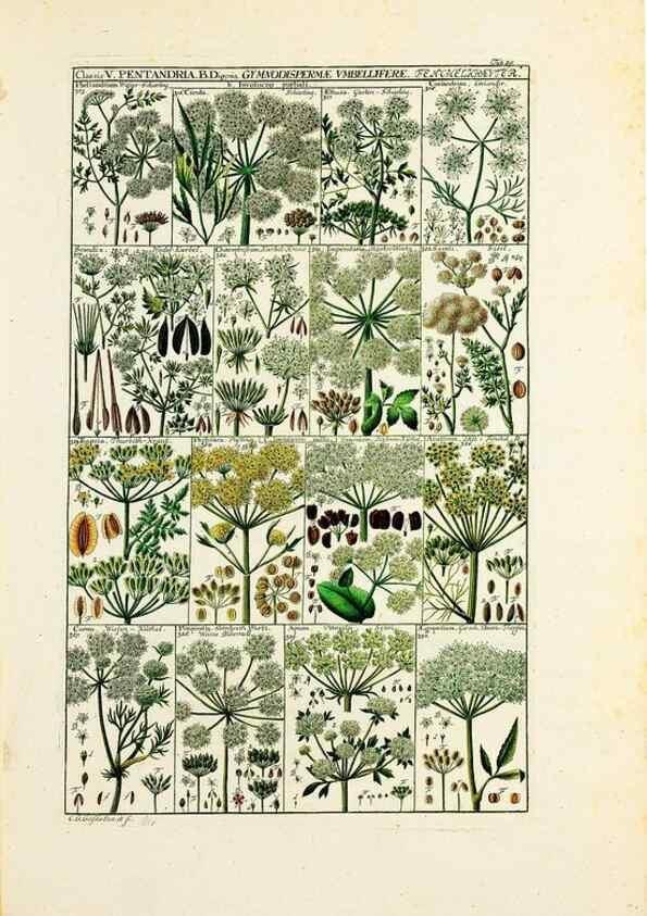 Reproducción/Reproduction 47840924291: Tabulae phytographicae,. Turici,Impensis J.H. Fuessli,1795-1804.. 