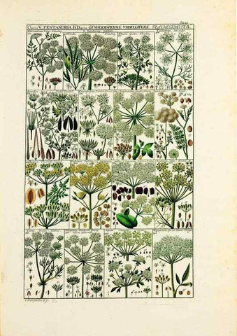 Reproducción/Reproduction 47840924291: Tabulae phytographicae,. Turici,Impensis J.H. Fuessli,1795-1804.. 