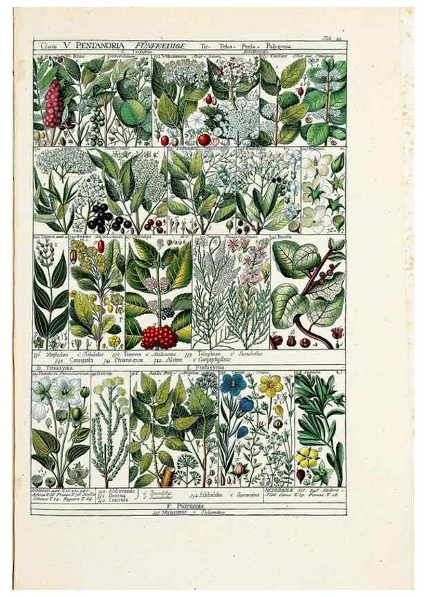 Reproducción/Reproduction 47840925071: Tabulae phytographicae,. Turici,Impensis J.H. Fuessli,1795-1804.. 