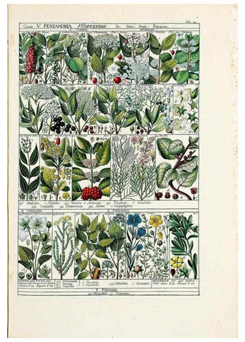 Reproducción/Reproduction 47840925071: Tabulae phytographicae,. Turici,Impensis J.H. Fuessli,1795-1804.. 