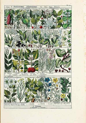 Reproducción/Reproduction 47840925071: Tabulae phytographicae,. Turici,Impensis J.H. Fuessli,1795-1804.. 