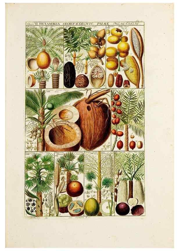 Reproducción/Reproduction 32896946157: Tabulae phytographicae,. Turici,Impensis J.H. Fuessli,1795-1804.. 