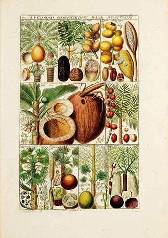 Reproducción/Reproduction 32896946157: Tabulae phytographicae,. Turici,Impensis J.H. Fuessli,1795-1804.. 