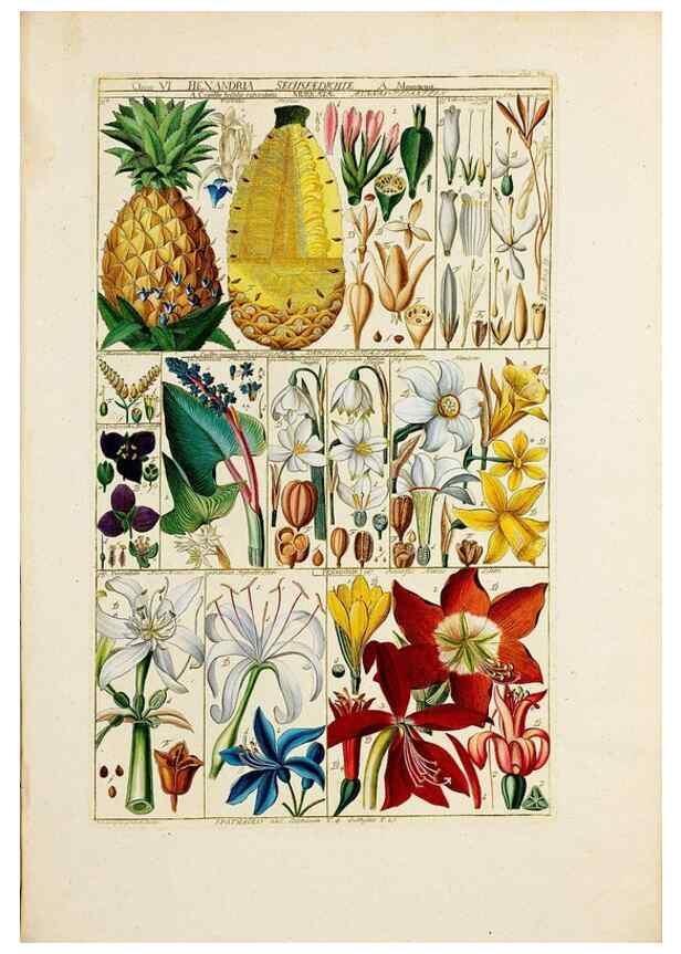 Reproducción/Reproduction 46924586935: Tabulae phytographicae,. Turici,Impensis J.H. Fuessli,1795-1804.. 