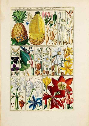 Reproducción/Reproduction 46924586935: Tabulae phytographicae,. Turici,Impensis J.H. Fuessli,1795-1804.. 