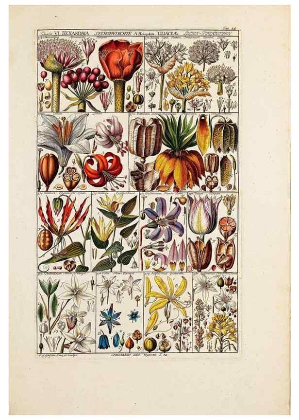 Reproducción/Reproduction 47788783712: Tabulae phytographicae,. Turici,Impensis J.H. Fuessli,1795-1804.. 