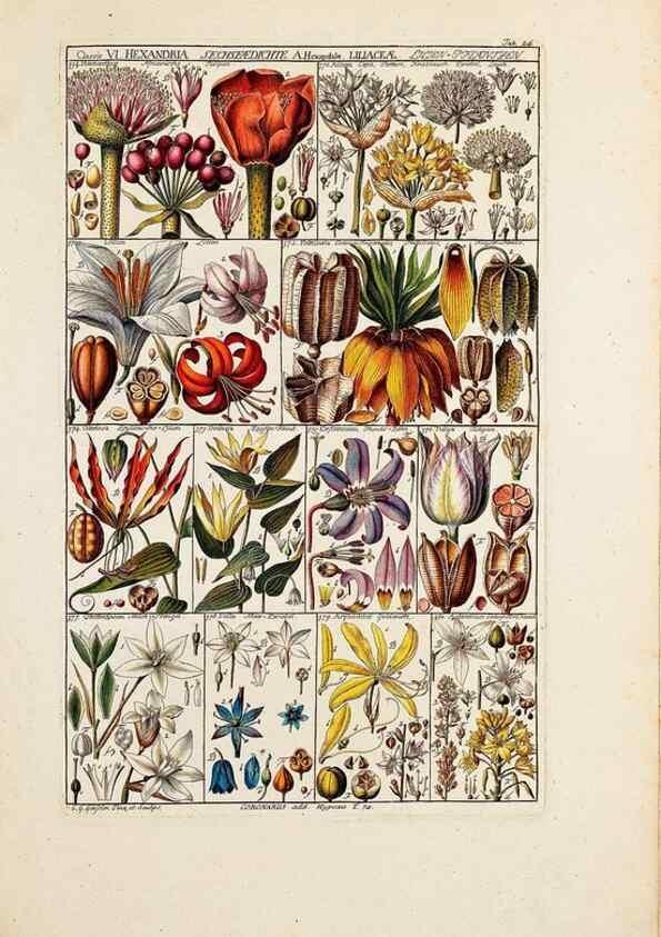 Reproducción/Reproduction 47788783712: Tabulae phytographicae,. Turici,Impensis J.H. Fuessli,1795-1804.. 