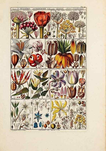 Reproducción/Reproduction 47788783712: Tabulae phytographicae,. Turici,Impensis J.H. Fuessli,1795-1804.. 