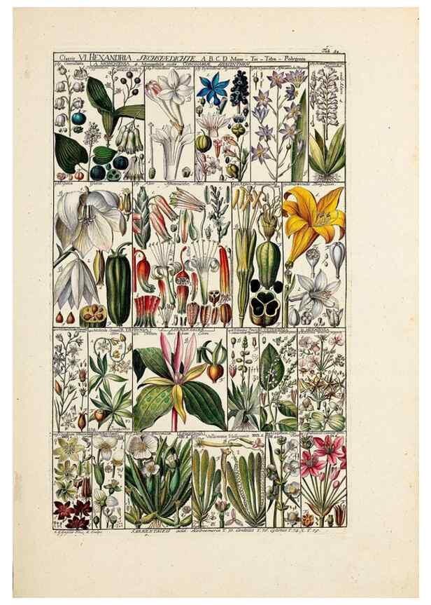 Reproducción/Reproduction 47788784262: Tabulae phytographicae,. Turici,Impensis J.H. Fuessli,1795-1804.. 