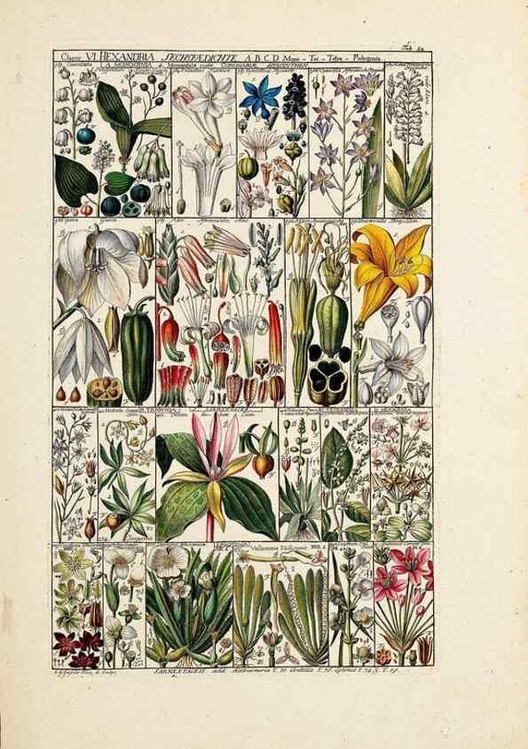 Reproducción/Reproduction 47788784262: Tabulae phytographicae,. Turici,Impensis J.H. Fuessli,1795-1804.. 