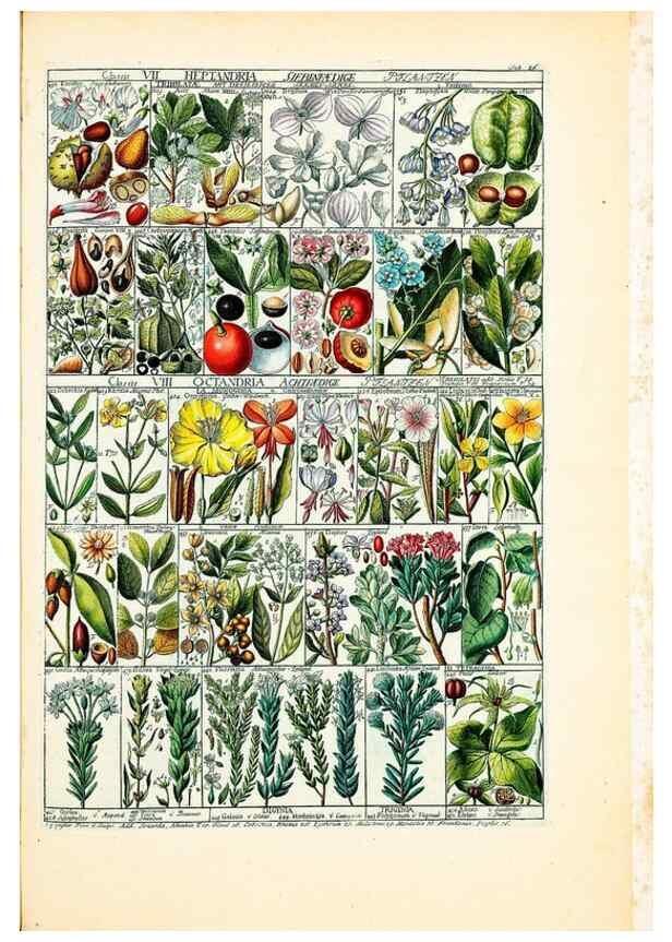 Reproducción/Reproduction 46924588885: Tabulae phytographicae,. Turici,Impensis J.H. Fuessli,1795-1804.. 