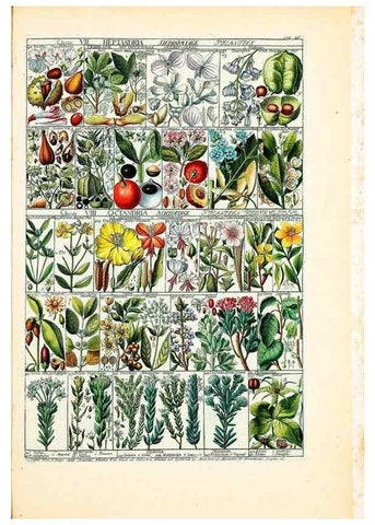 Reproducción/Reproduction 46924588885: Tabulae phytographicae,. Turici,Impensis J.H. Fuessli,1795-1804.. 