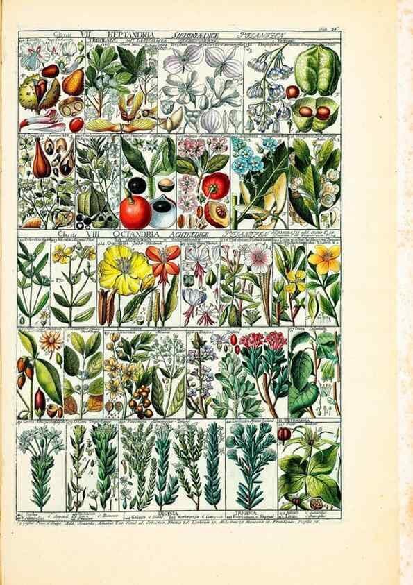 Reproducción/Reproduction 46924588885: Tabulae phytographicae,. Turici,Impensis J.H. Fuessli,1795-1804.. 