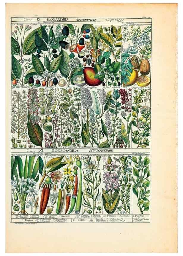 Reproducción/Reproduction 46924589435: Tabulae phytographicae,. Turici,Impensis J.H. Fuessli,1795-1804.. 