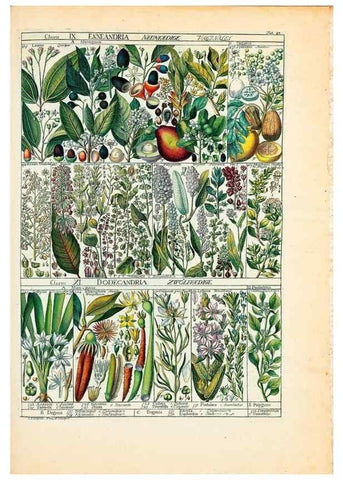 Reproducción/Reproduction 46924589435: Tabulae phytographicae,. Turici,Impensis J.H. Fuessli,1795-1804.. 