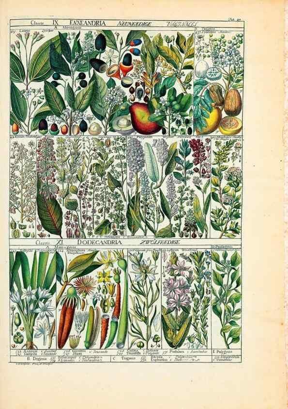 Reproducción/Reproduction 46924589435: Tabulae phytographicae,. Turici,Impensis J.H. Fuessli,1795-1804.. 