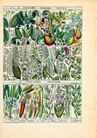 Reproducción/Reproduction 46924589435: Tabulae phytographicae,. Turici,Impensis J.H. Fuessli,1795-1804.. 