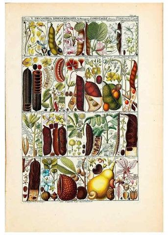 Reproducción/Reproduction 46924590205: Tabulae phytographicae,. Turici,Impensis J.H. Fuessli,1795-1804.. 