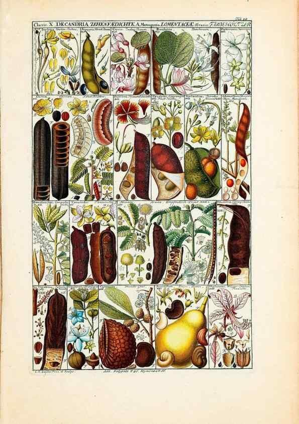 Reproducción/Reproduction 46924590205: Tabulae phytographicae,. Turici,Impensis J.H. Fuessli,1795-1804.. 