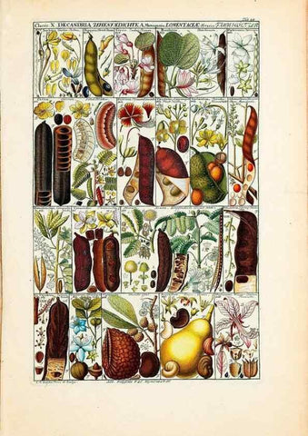 Reproducción/Reproduction 46924590205: Tabulae phytographicae,. Turici,Impensis J.H. Fuessli,1795-1804.. 