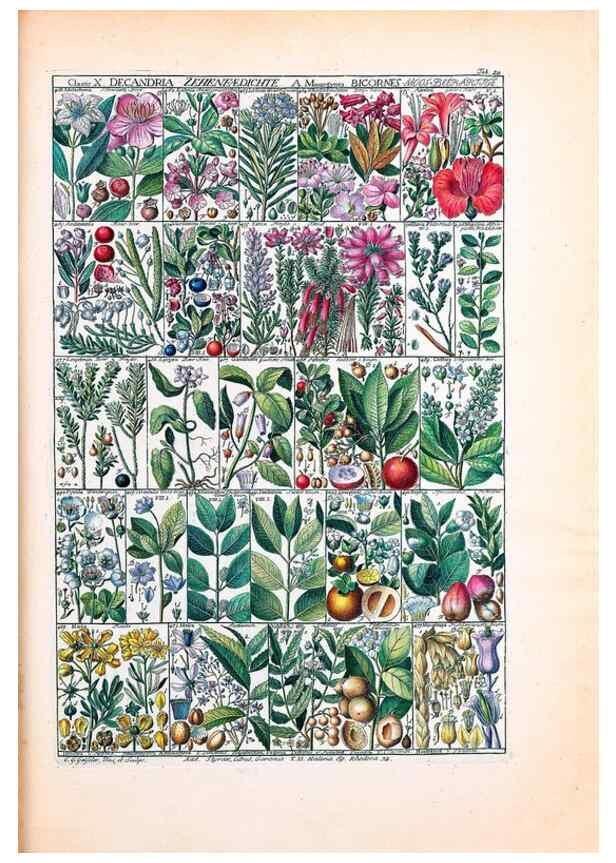 Reproducción/Reproduction 47840989741: Tabulae phytographicae,. Turici,Impensis J.H. Fuessli,1795-1804.. 
