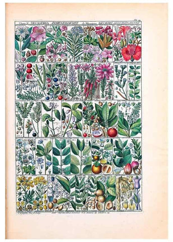 Reproducción/Reproduction 47840989741: Tabulae phytographicae,. Turici,Impensis J.H. Fuessli,1795-1804.. 