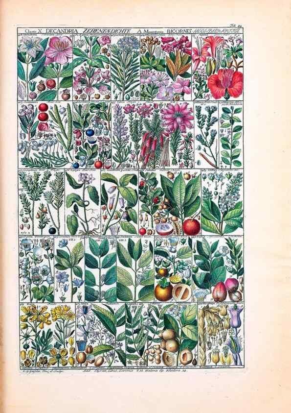 Reproducción/Reproduction 47840989741: Tabulae phytographicae,. Turici,Impensis J.H. Fuessli,1795-1804.. 