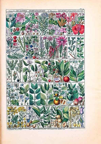 Reproducción/Reproduction 47840989741: Tabulae phytographicae,. Turici,Impensis J.H. Fuessli,1795-1804.. 