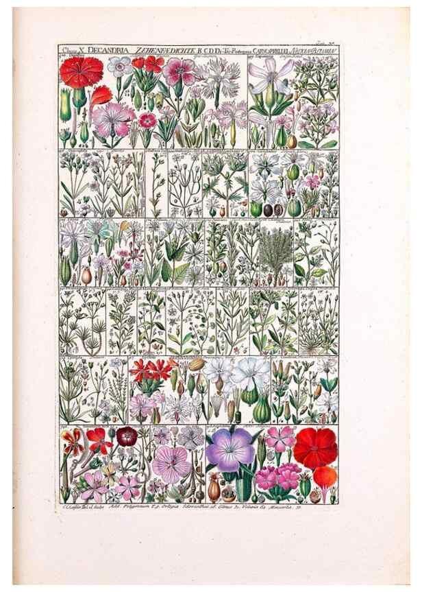 Reproducción/Reproduction 47788834382: Tabulae phytographicae,. Turici,Impensis J.H. Fuessli,1795-1804.. 