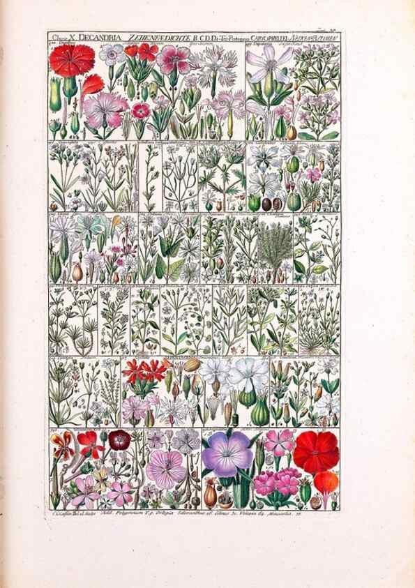Reproducción/Reproduction 47788834382: Tabulae phytographicae,. Turici,Impensis J.H. Fuessli,1795-1804.. 