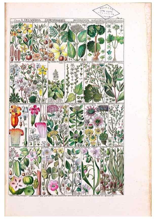 Reproducción/Reproduction 40874201313: Tabulae phytographicae,. Turici,Impensis J.H. Fuessli,1795-1804.. 