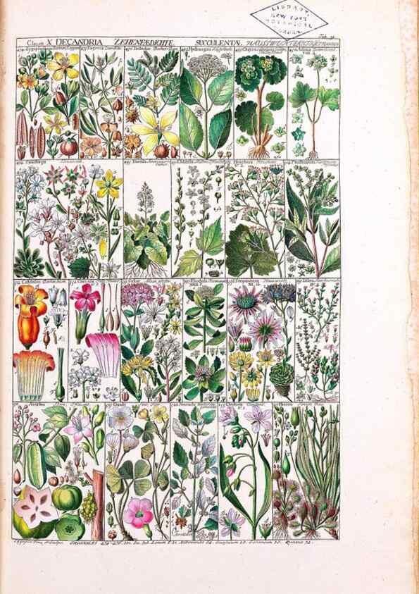 Reproducción/Reproduction 40874201313: Tabulae phytographicae,. Turici,Impensis J.H. Fuessli,1795-1804.. 