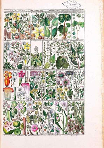 Reproducción/Reproduction 40874201313: Tabulae phytographicae,. Turici,Impensis J.H. Fuessli,1795-1804.. 