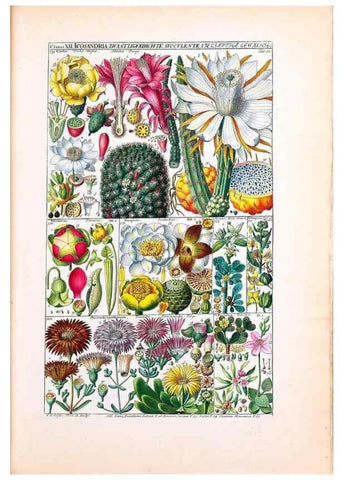 Reproducción/Reproduction 47051357614: Tabulae phytographicae,. Turici,Impensis J.H. Fuessli,1795-1804.. 