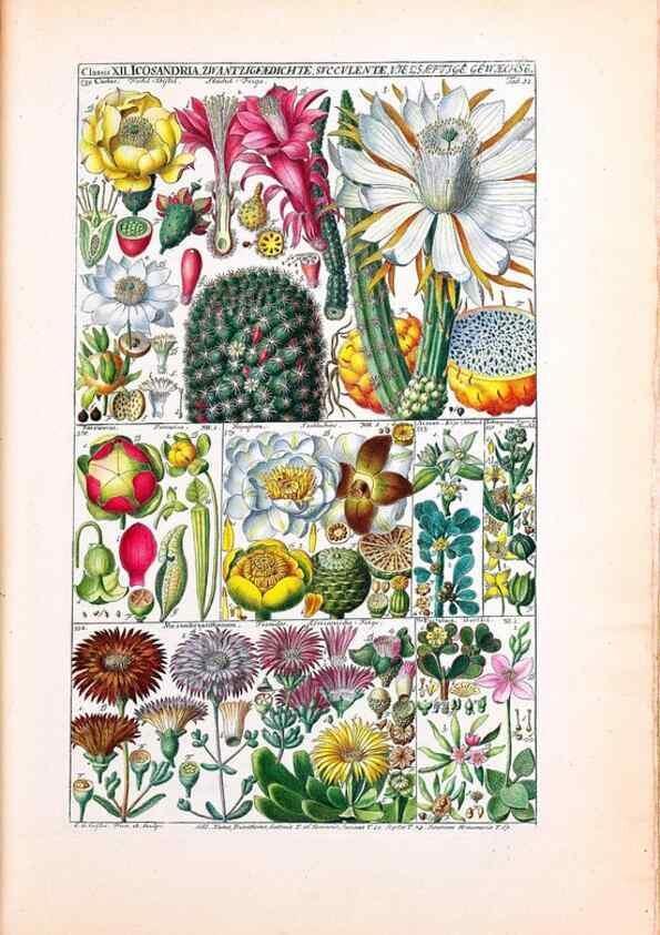 Reproducción/Reproduction 47051357614: Tabulae phytographicae,. Turici,Impensis J.H. Fuessli,1795-1804.. 