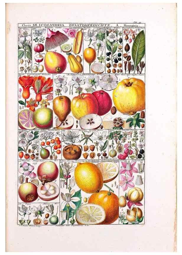 Reproducción/Reproduction 47788836172: Tabulae phytographicae,. Turici,Impensis J.H. Fuessli,1795-1804.. 
