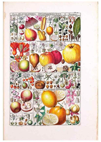 Reproducción/Reproduction 47788836172: Tabulae phytographicae,. Turici,Impensis J.H. Fuessli,1795-1804.. 