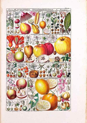 Reproducción/Reproduction 47788836172: Tabulae phytographicae,. Turici,Impensis J.H. Fuessli,1795-1804.. 