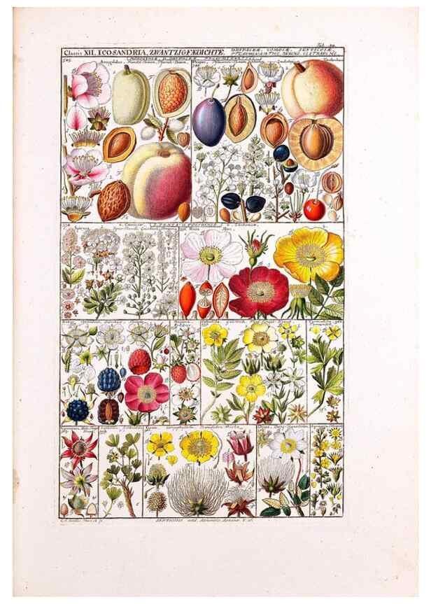 Reproducción/Reproduction 47788836712: Tabulae phytographicae,. Turici,Impensis J.H. Fuessli,1795-1804.. 