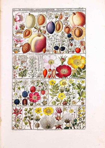 Reproducción/Reproduction 47788836712: Tabulae phytographicae,. Turici,Impensis J.H. Fuessli,1795-1804.. 
